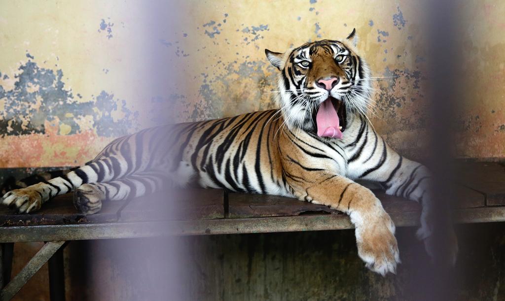 Tigres de Sumara contagiados por COVID-19 se recuperan; este es el tratamiento que recibieron contra el virus
