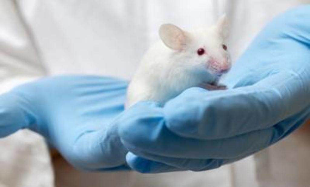 Un nuevo compuesto logra eliminar la malaria en ratones con una sola dosis