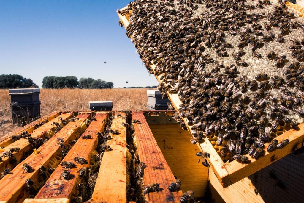 La apicultura de Guatemala subsiste pese a la crisis climática y las amenazas