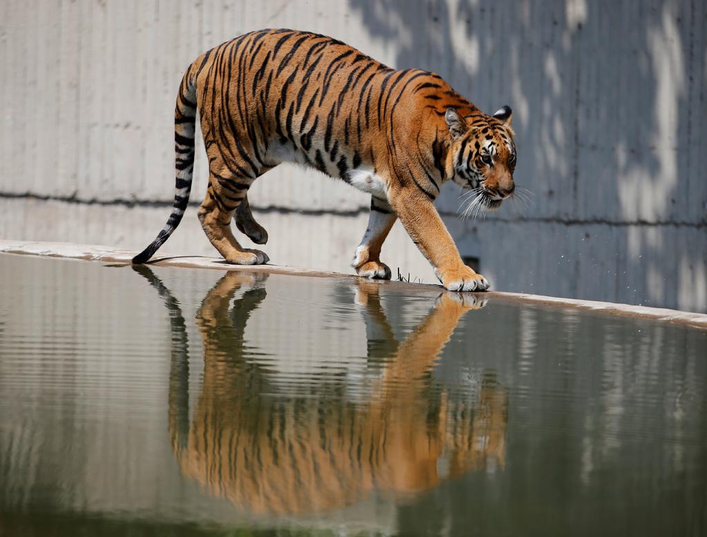 Una cuidadora de un zoológico muere por el ataque de un tigre en Chile