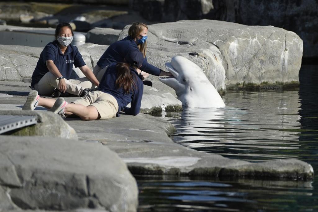 Ballena beluga muere tras ser enviada de Canadá a Connecticut