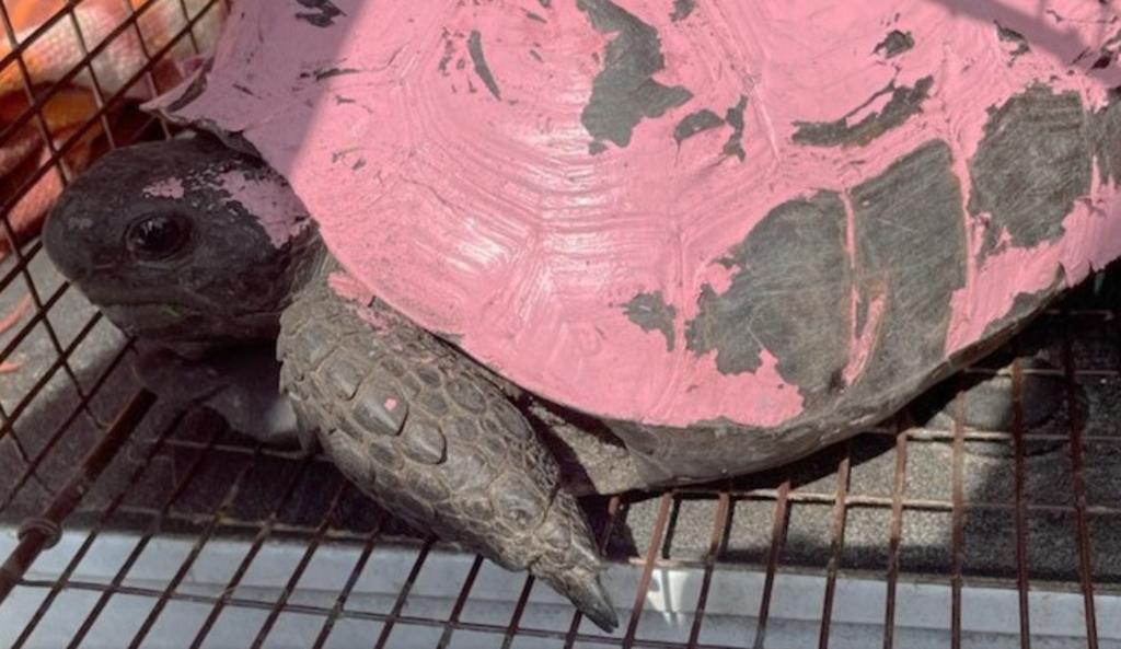 La policía en Florida busca a responsable de pintar a tortugas de color rosa