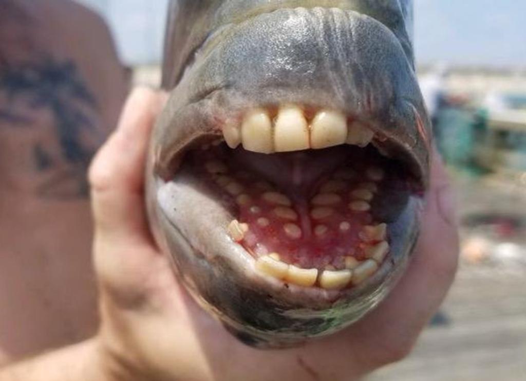 Pez atrapado en Carolina del Norte se hace viral por sus ‘dientes humanos’