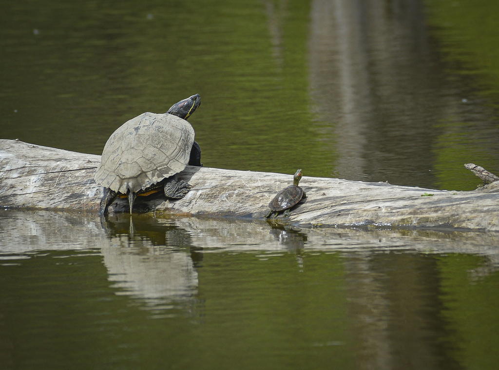 Las tortugas jóvenes en mar abierto están expuestas a la ingesta de plásticos