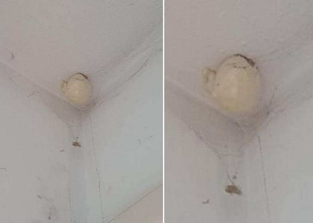 Mujer encuentra misterioso ‘huevo’ en el techo de su casa