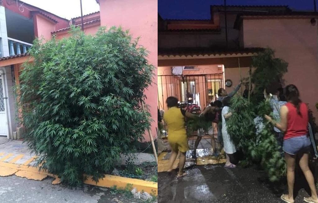Vecinos en Veracruz se unen para salvar planta de marihuana de la policía