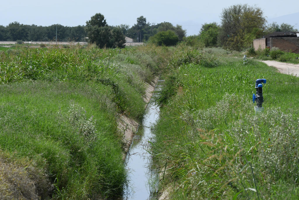 Riego tecnificado genera ahorro en agua y mayor rendimiento de los cultivos en La Laguna