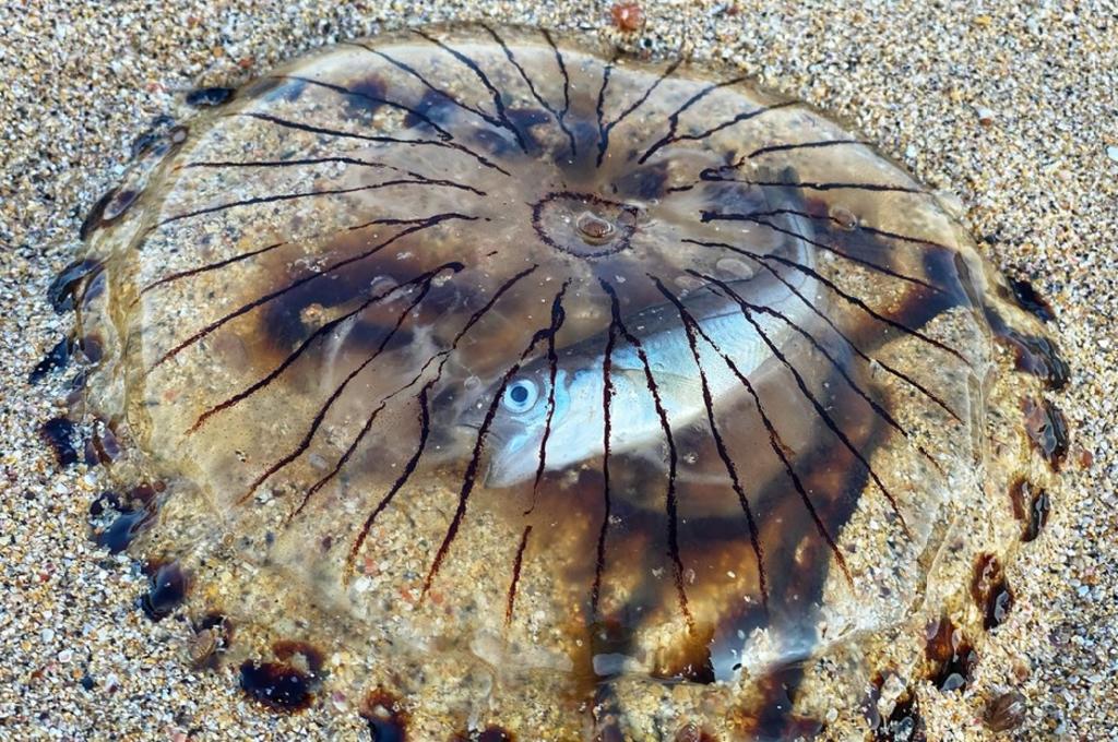 Sorprende imagen de pez entero dentro de medusa