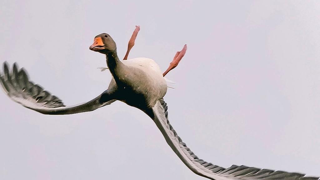 Fotógrafo aficionado capta a ganso que parece estar volando ‘al revés’
