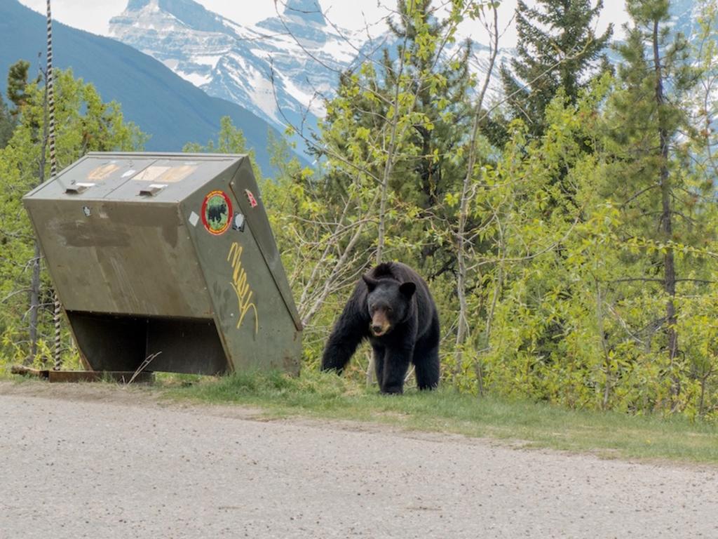Hombre demanda a empresa de basura por un oso dentro un contenedor que lo asustó