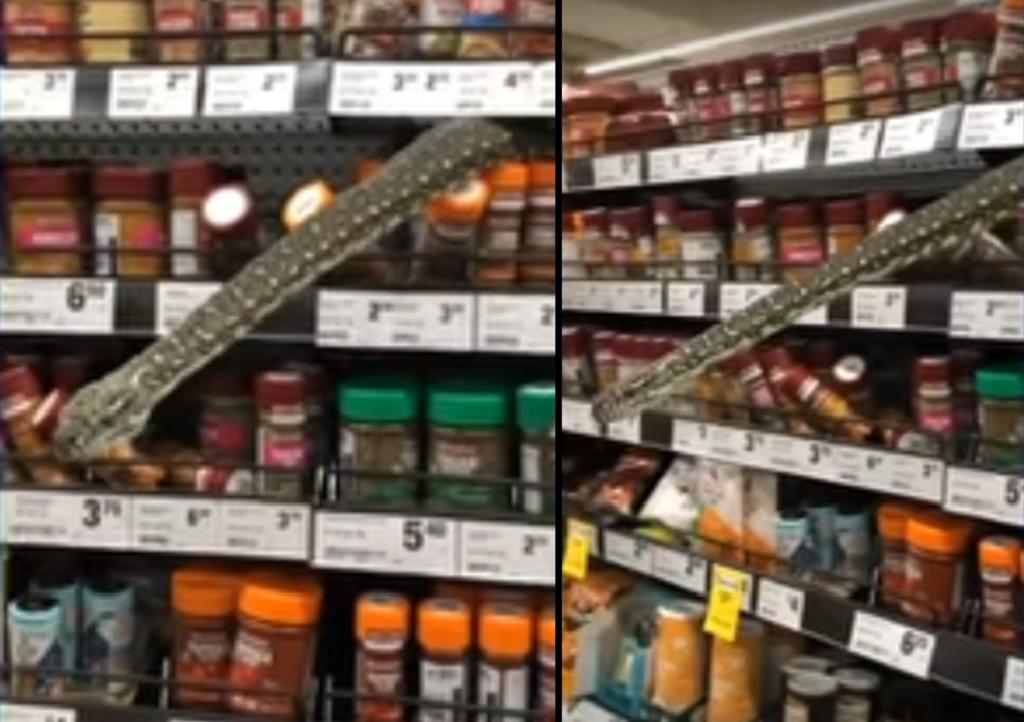 Pitón sorprende a compradores de un supermercado en Australia
