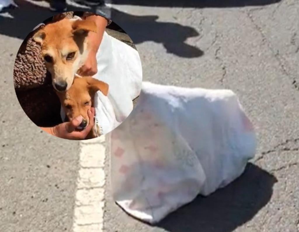 Rescatan a dos perritos que fueron lanzados a la carretera en costal