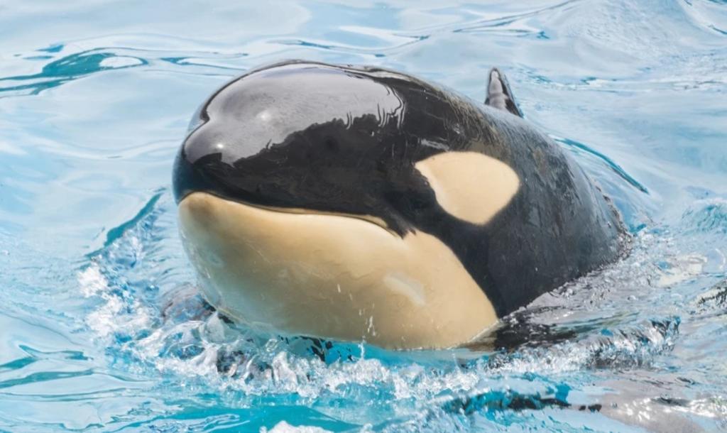 Orca muere repentinamente en SeaWorld San Diego