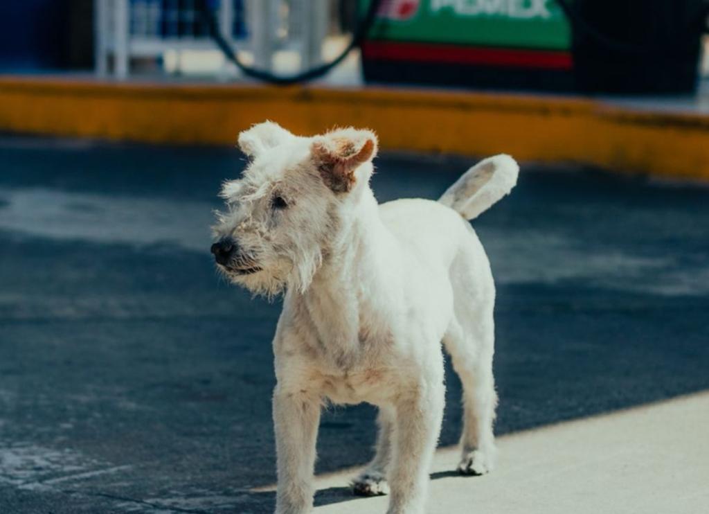 'Gasolin', el perrito callejero que 'trabaja' en una gasolinera de Baja California y  triunfa en redes sociales