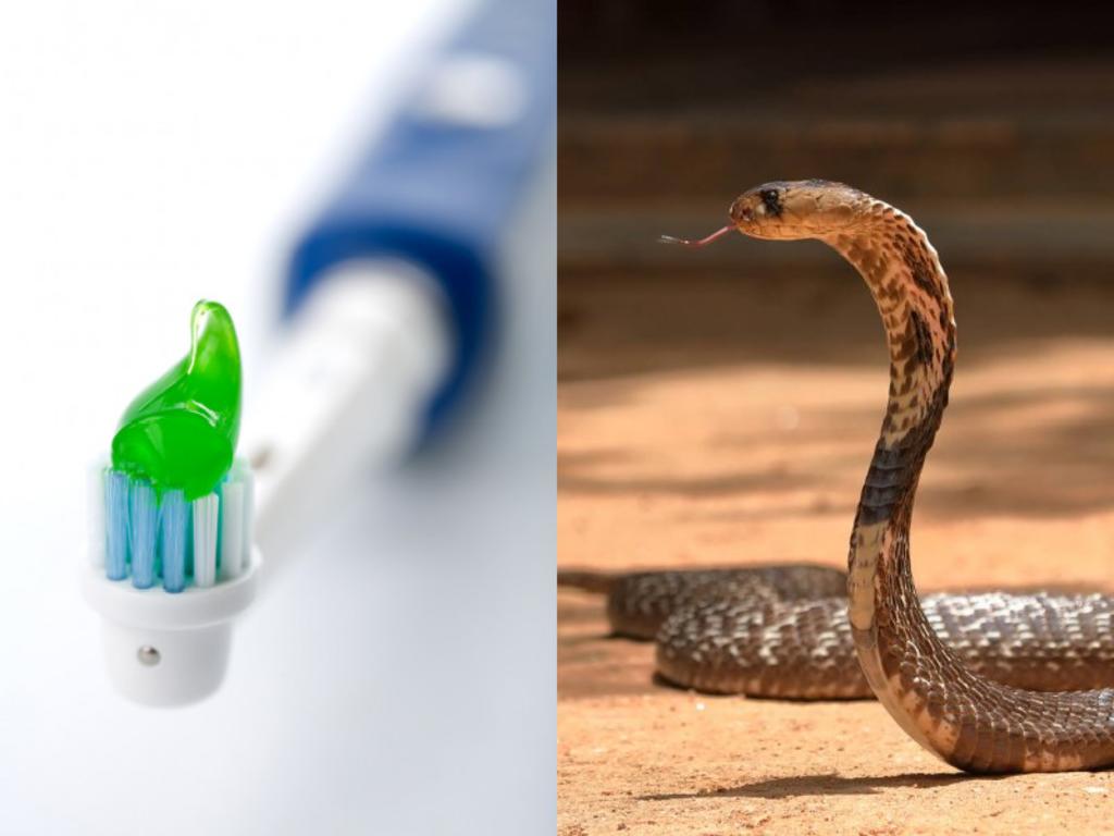 Mujer cree escuchar a una cobra en su casa, pero era un cepillo de dientes eléctrico