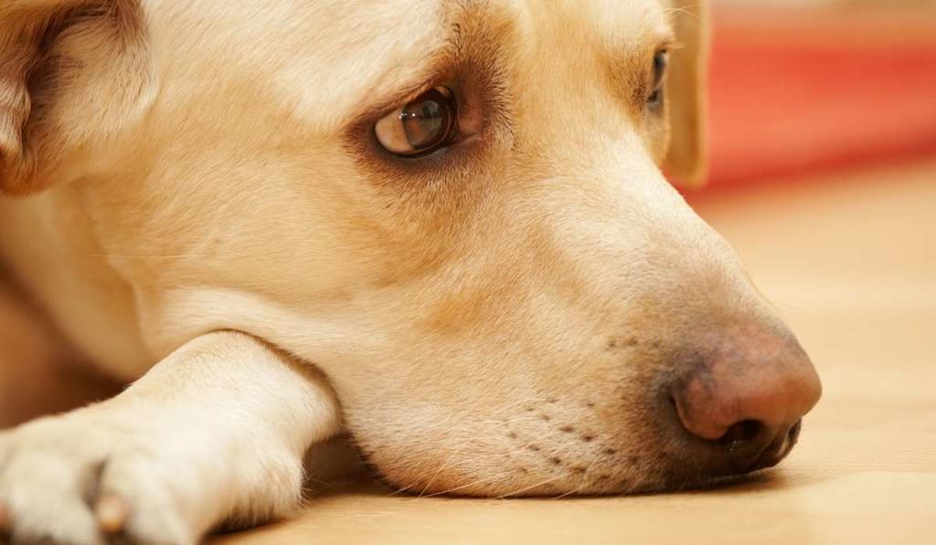 Perros de un refugio son asesinados en Australia para 'prevenir' propagación de COVID-19