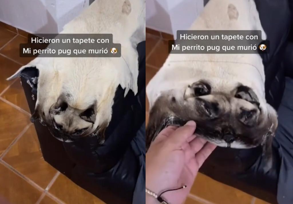 'Tiktoker' hace un tapete con la supuesta piel de su Pug muerto