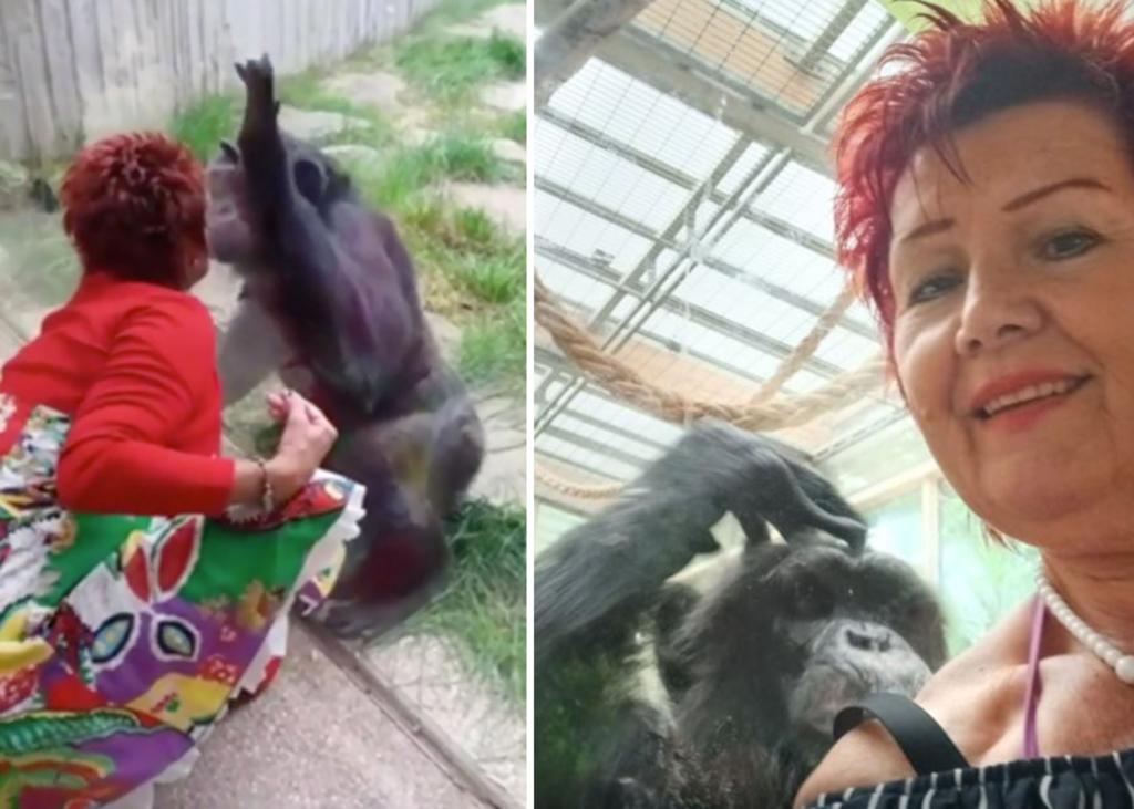 Mujer ya no será recibida en zoológico de Bélgica por su ‘malsana’ relación con un chimpancé