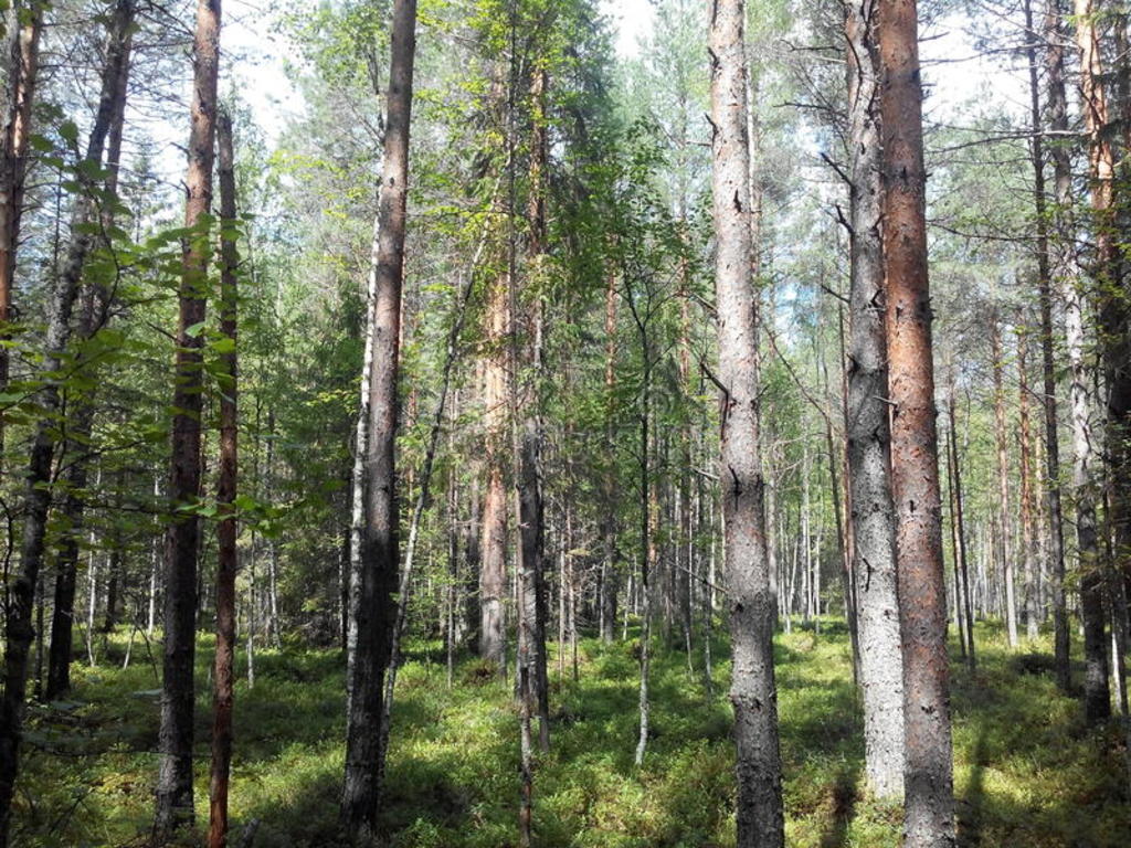 Niña de un año perdida en un bosque de Rusia aparece viva