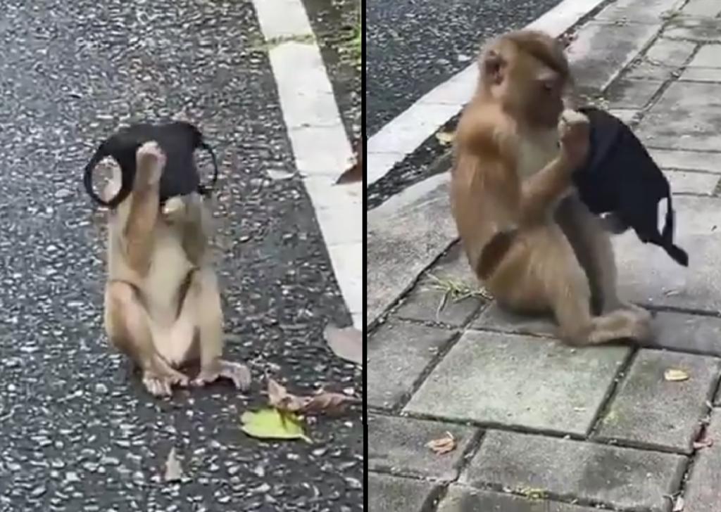 Mono encuentra un cubrebocas y sorprende al usarlo ‘correctamente’