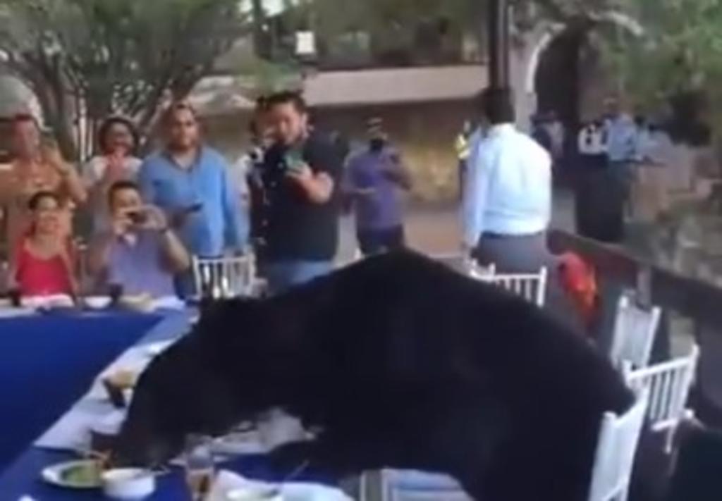 Gran oso se 'cuela' a evento en San Pedro Garza García y disfruta del banquete