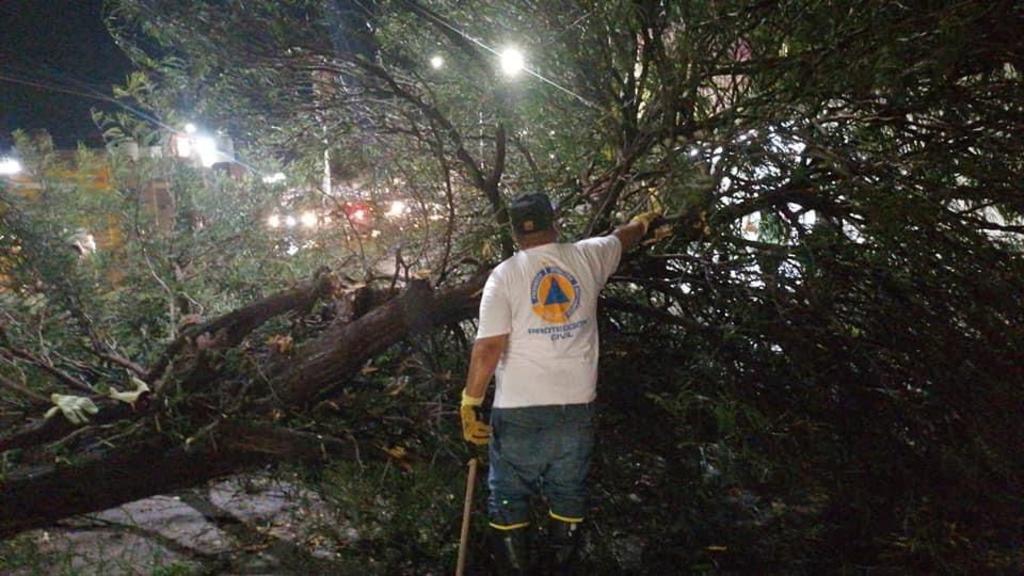 Las lluvias en Torreón dejan un saldo de 25 árboles caídos