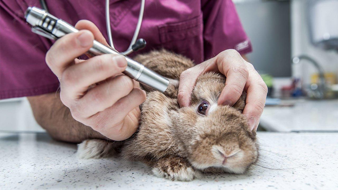 Aprueban ley para prohibir pruebas cosméticas en animales