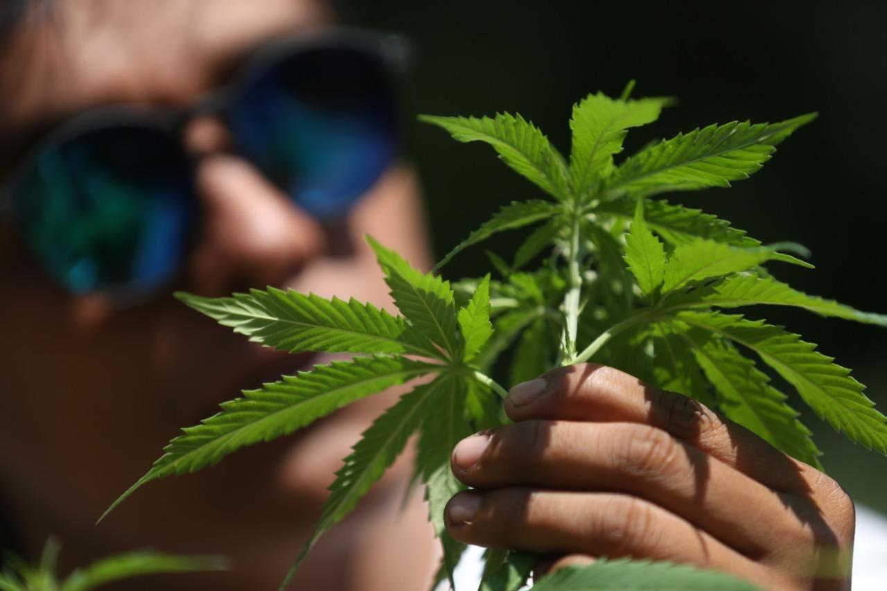 Un 70% de los ciudadanos está de acuerdo con la legalización de la marihuana: Centro de Opinión Pública UVM
