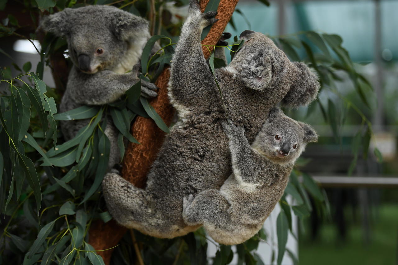 Un virus que mata a los koalas se transmite de madre a cría
