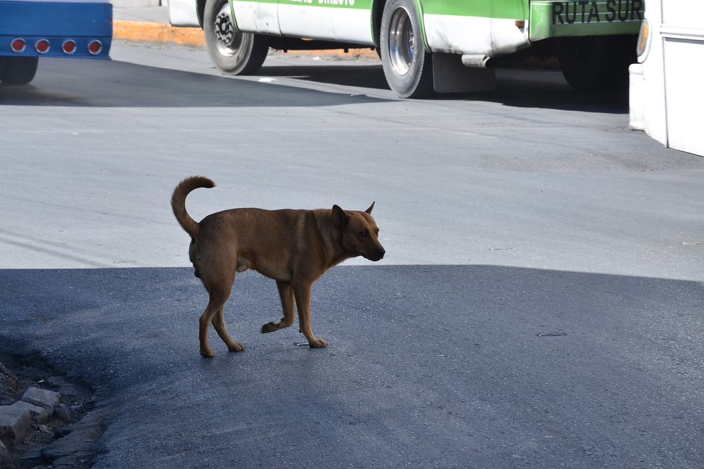Secretaría de Salud de Coahuila se encargará de caso de perro que atacó a niño en Saltillo