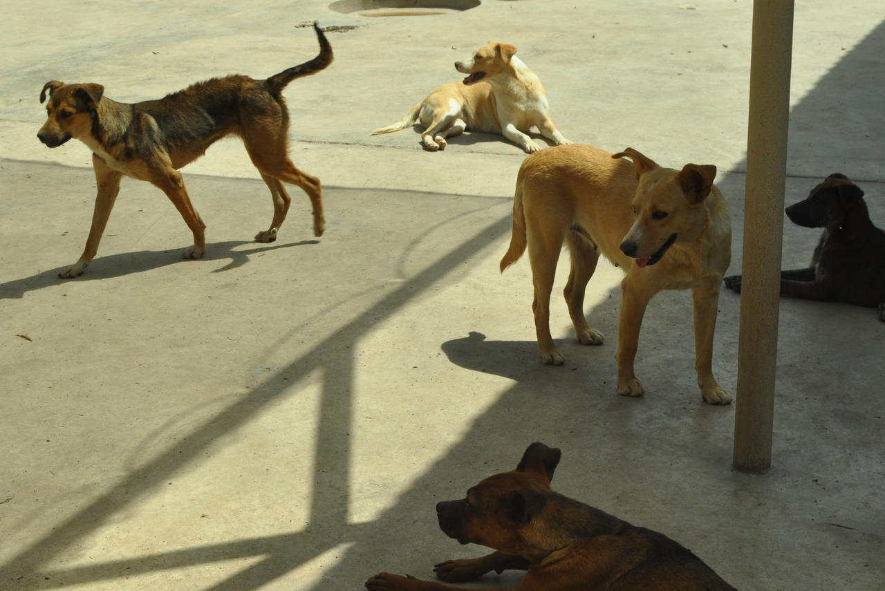Comité Municipal para Protección Animal en Torreón será hasta próxima administración