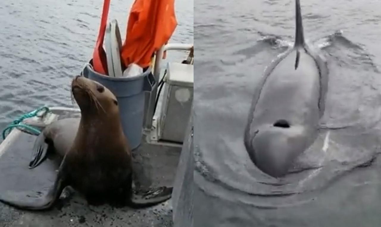 'Tienes que irte'; mujer arroja al mar a león marino que buscaba protegerse del ataque de unas orcas