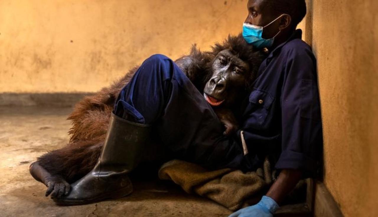 Fallece 'Ndakasi', la gorila que se hizo famosa por una 'selfie'