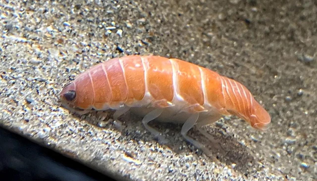Encuentran en Japón a criatura marina parecida a un sushi con 14 patas