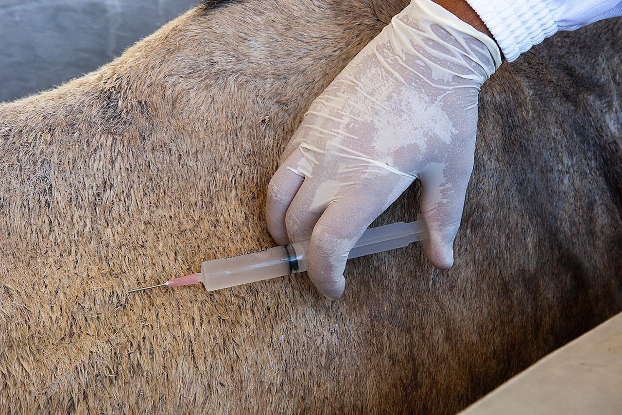 Farmacéutica del Estado mexicano producirá suero equino para tratar a enfermos de COVID