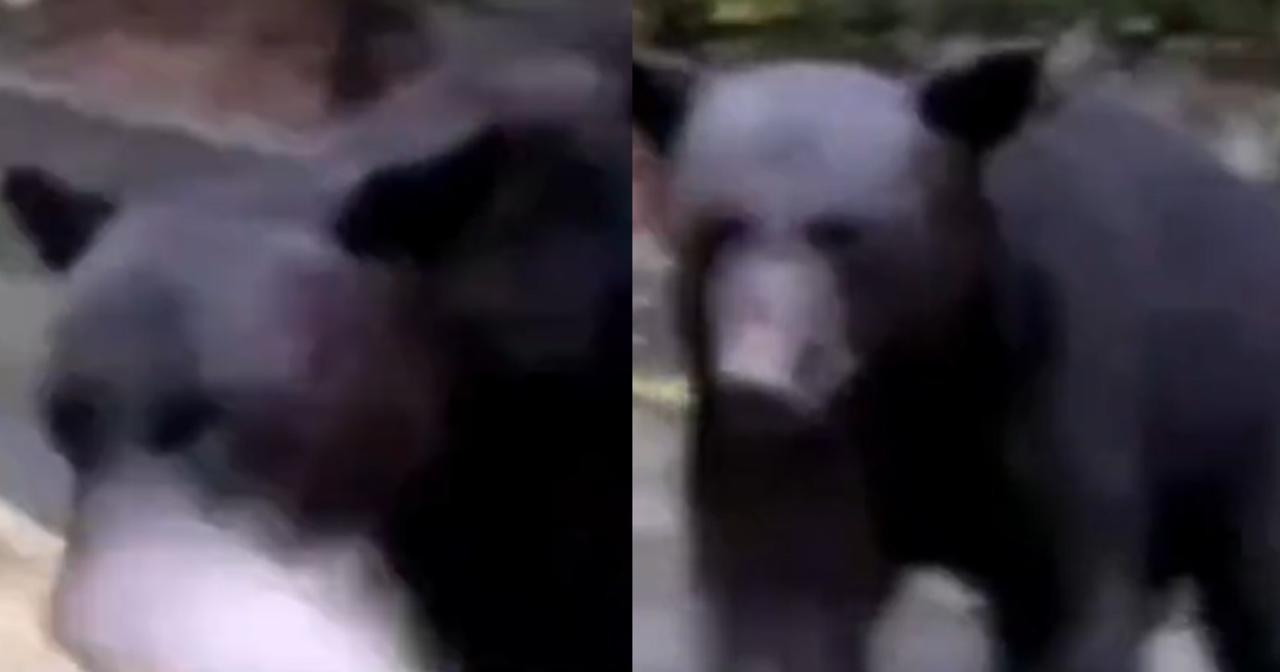 Indigna hombre que ahuyentó a oso usando gas lacrimógeno en Nuevo León