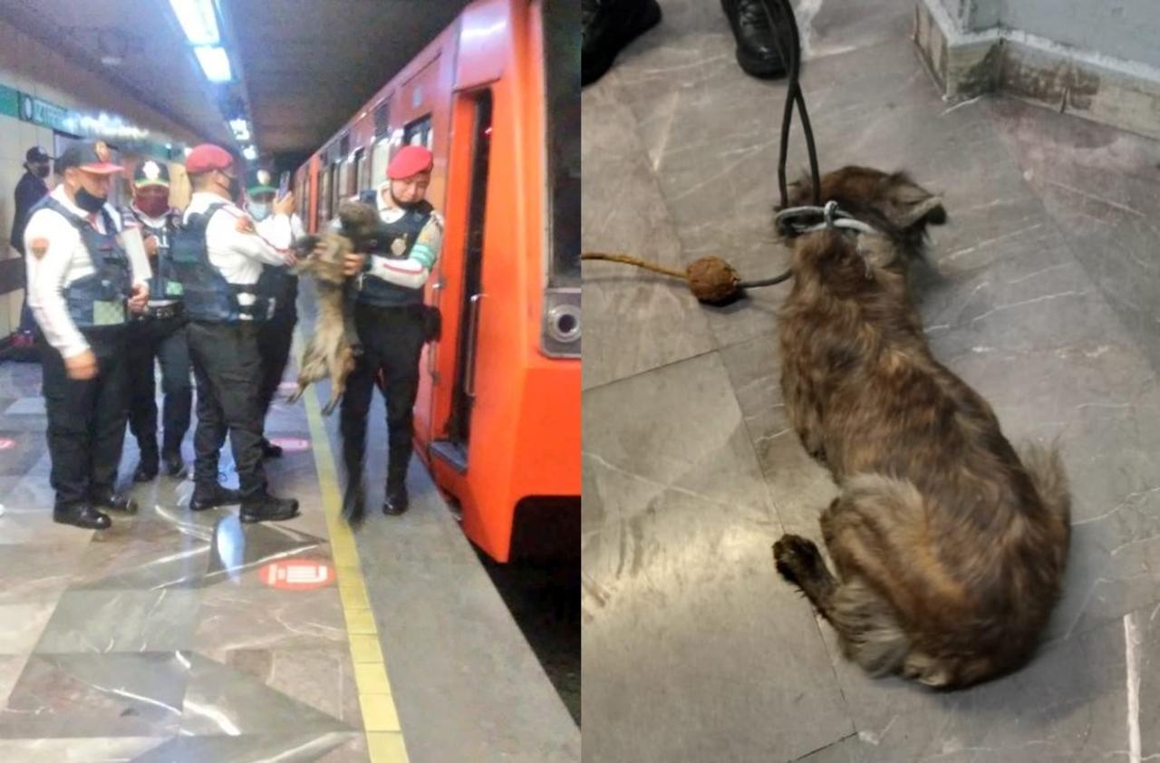 Cortan corriente de la Línea 8 del metro en CDMX para rescatar a perrito
