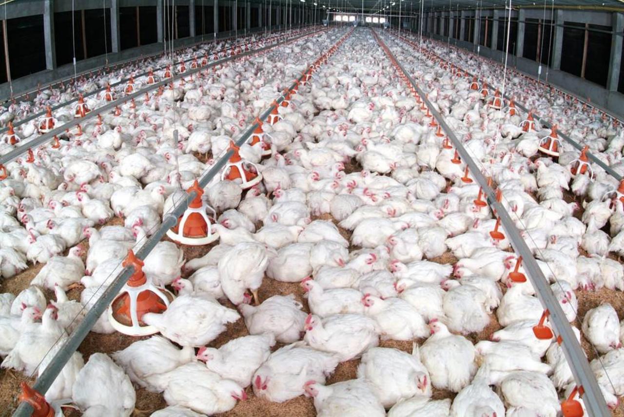 Pata de pollo, un mercado potencial en Estados Unidos y China
