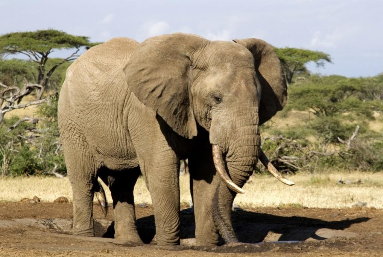 Elefanta mata a hombre a pisotones frente a su hijo en Zimbabue