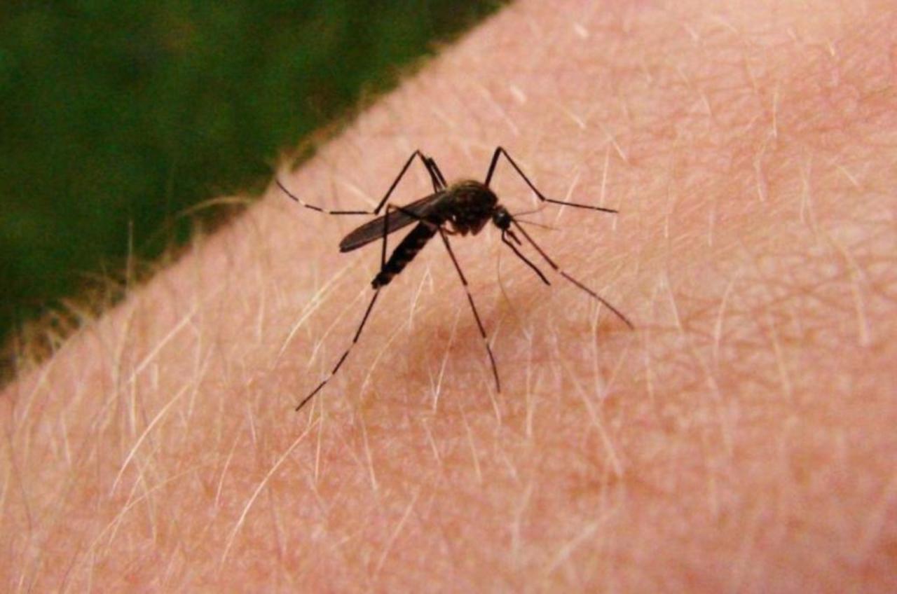 Tiene Allende 143 casos de dengue