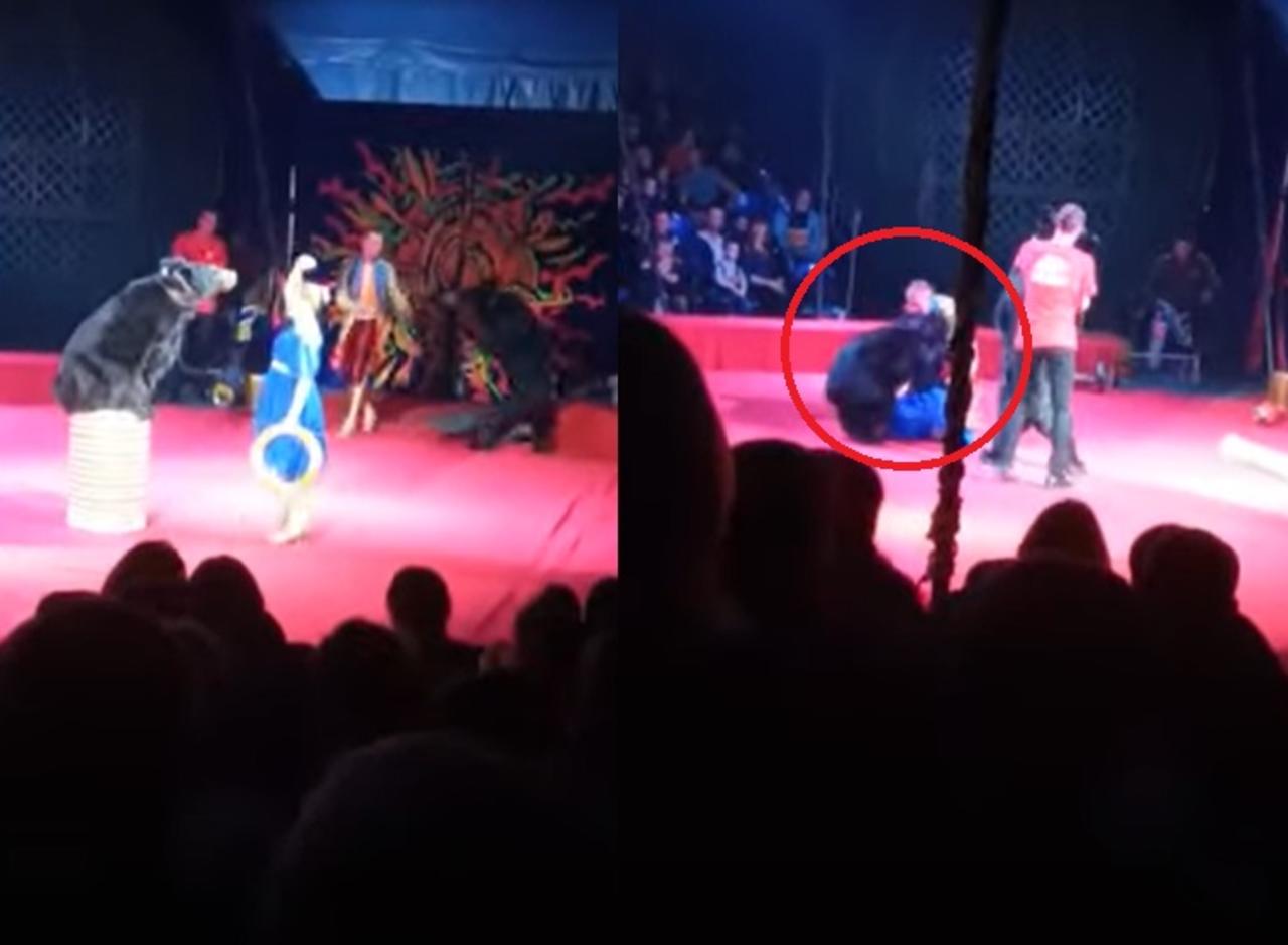 VIDEO: Oso ataca a presentadora en plena función de circo