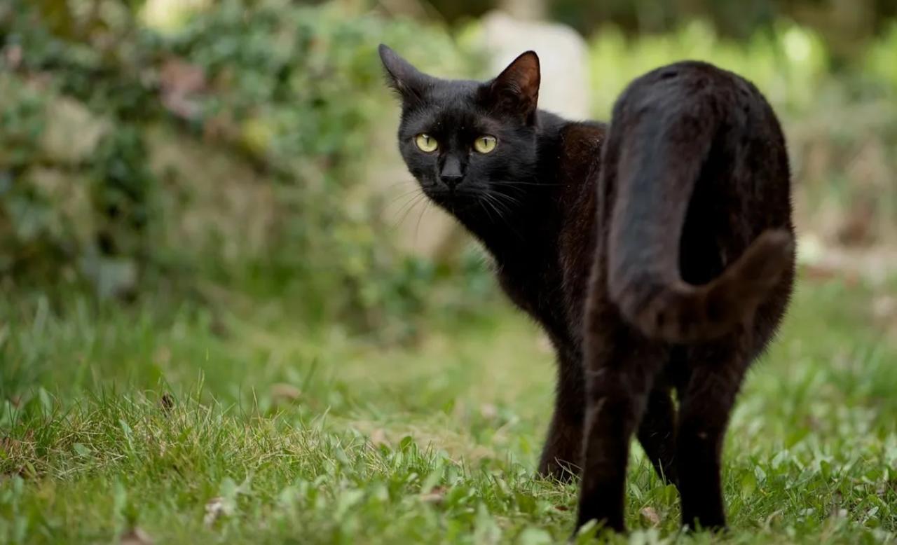 Denuncian sacrificio de gatos y otros animales para presunto 'ritual satánico'