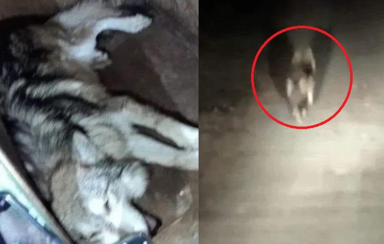 Encuentran y resguardan a lobo gris que escapó albergue del Estado de México