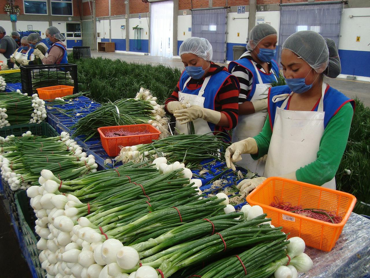 Agricultura investiga presunta presencia de Salmonella Oranienburg en cebollas mexicanas