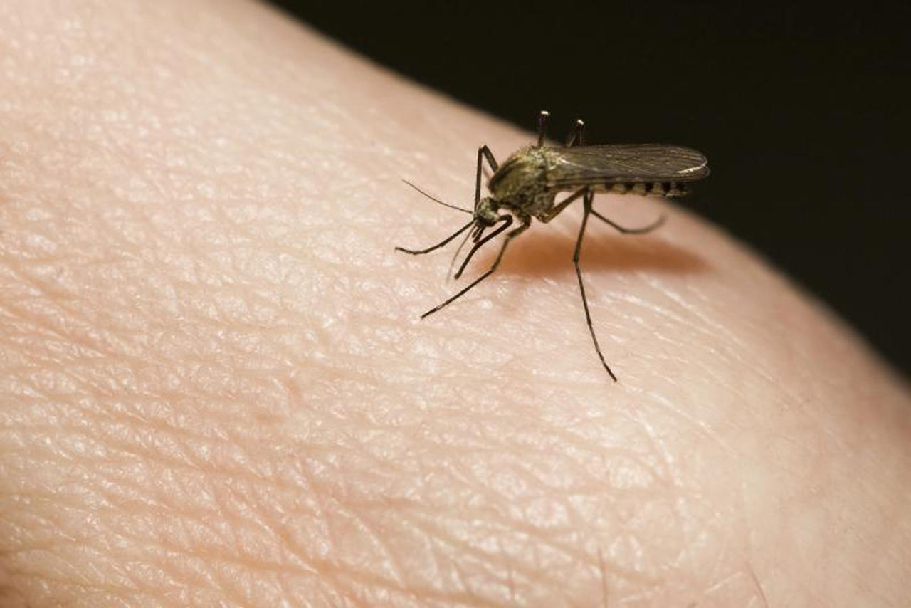 Salud Coahuila confirma primer caso de dengue en La Laguna