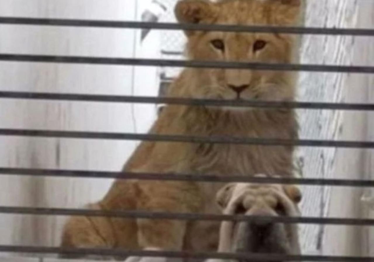 Vecinos del Estado de México encuentran a un león y un perro en el interior de una vivienda