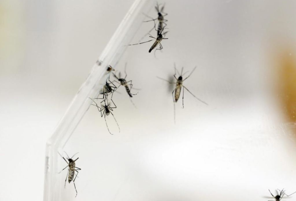 Salud confirma primer caso de dengue en La Laguna