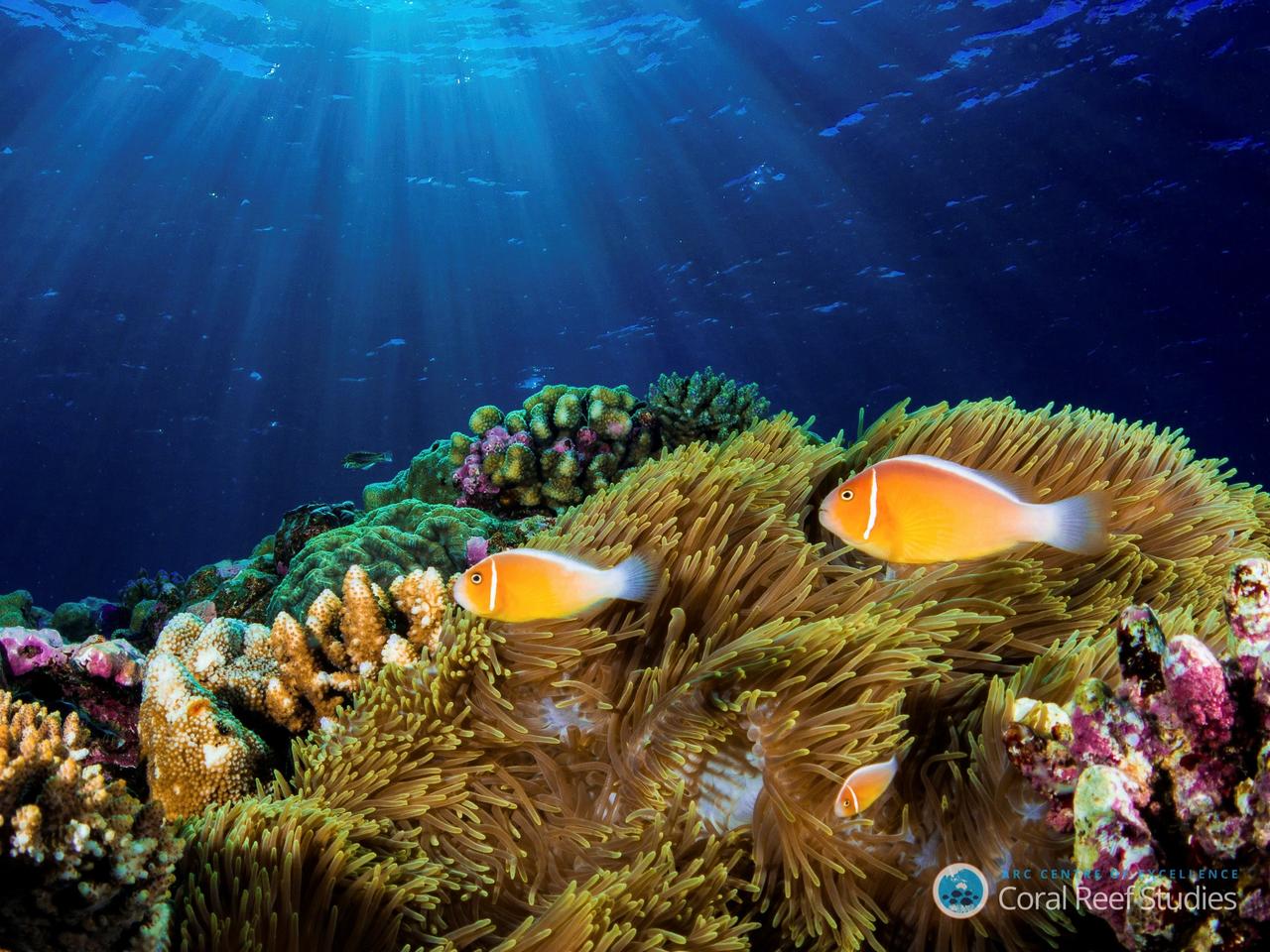 La Unesco estudiará los riesgos de las especies marinas por el calentamiento global