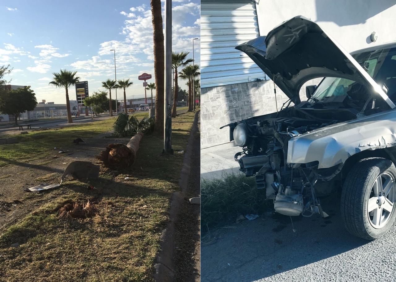 Conductor abandona su camioneta tras derribar una palma en Torreón