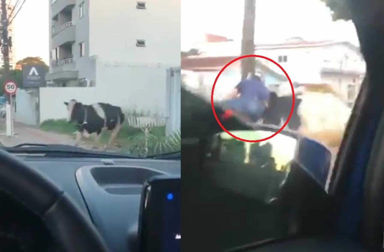 VIRAL: Vaca aparece de 'la nada' y atropella a motociclista
